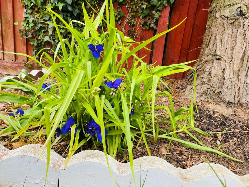 summer flowering perennials for shade