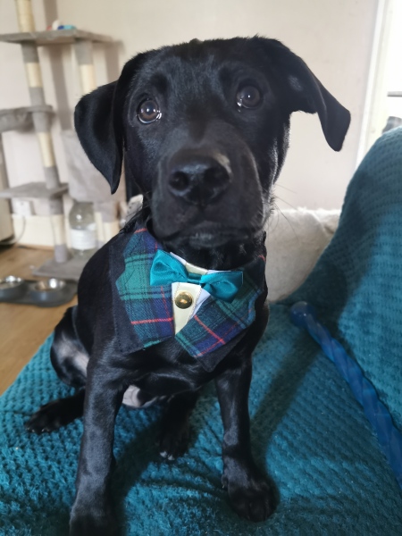 Adolescent Dog Survival Thread - for teenage dirtbags