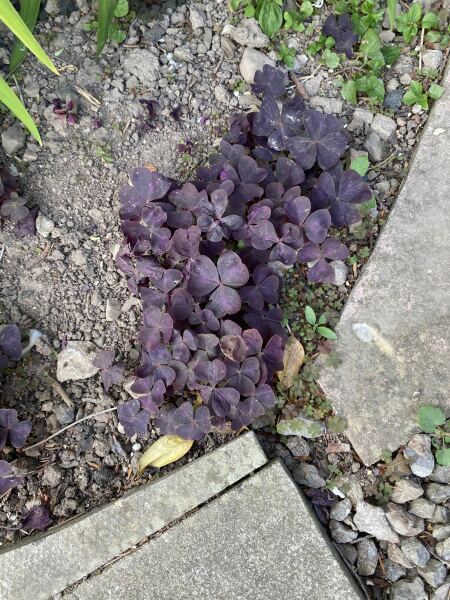 Is this a weed?