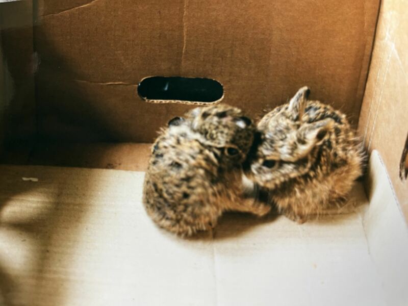 Anyone read 'Raising Hare?'