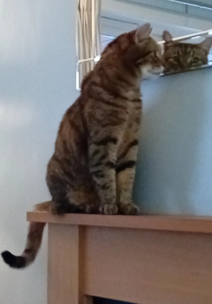 Hymns in Minor Keys & the Russian Easter Overture - the Excellent Cats ignore Culture.....