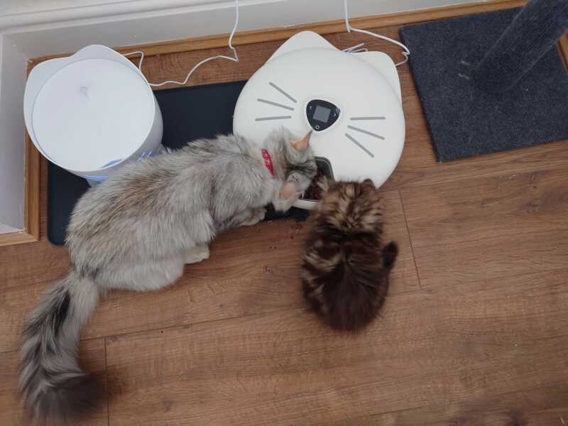Unrelated kittens fighting