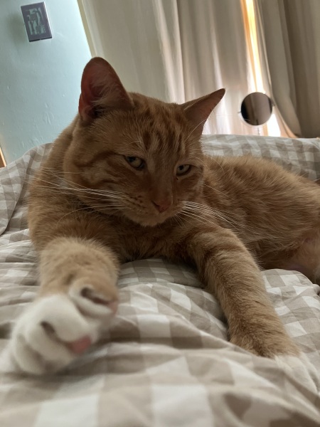 Would you say male or female cats are more affectionate ?