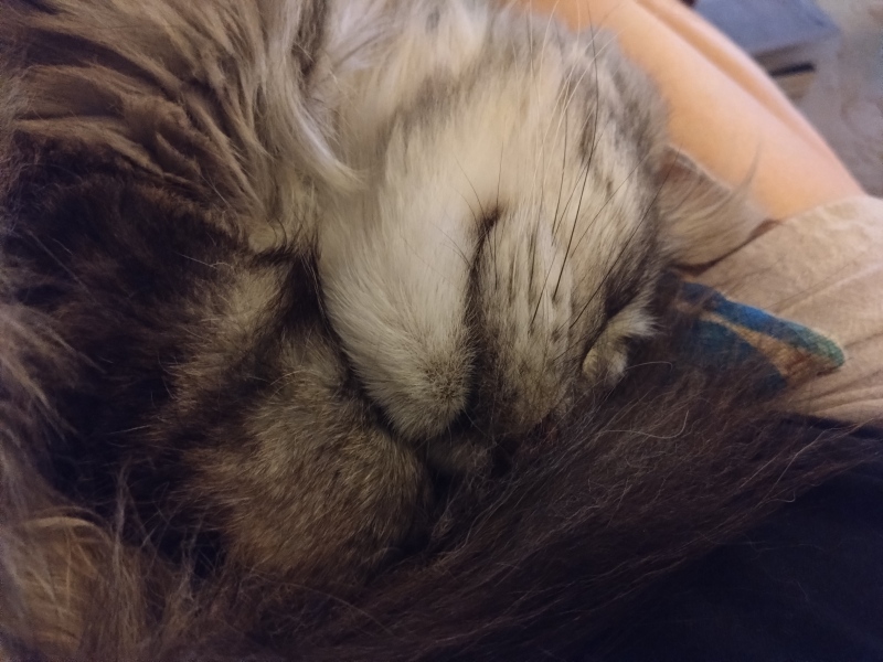 How exhausted are your cats today?