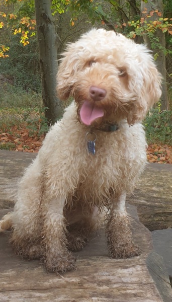 Shameless puppy pic post - please admire my gorgeous boy