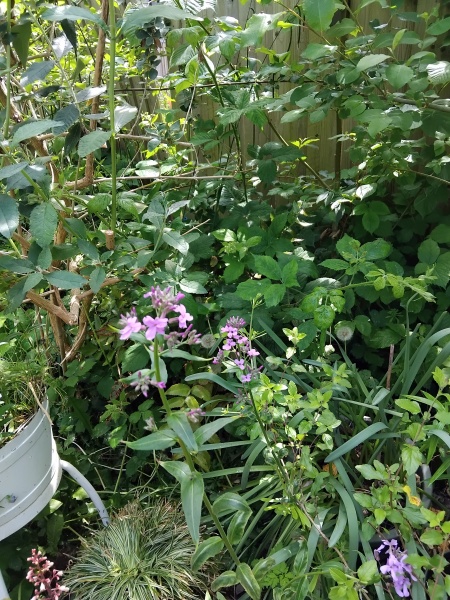 Please help with plant identification
