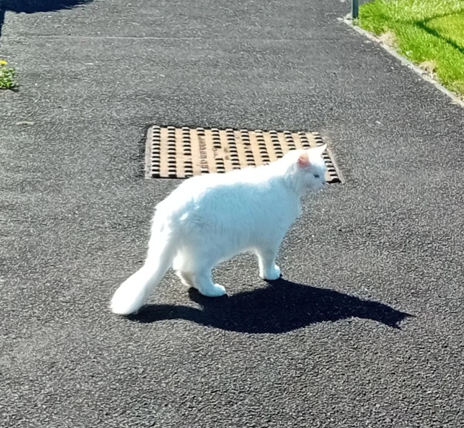 Hymns in Minor Keys & the Russian Easter Overture - the Excellent Cats ignore Culture.....