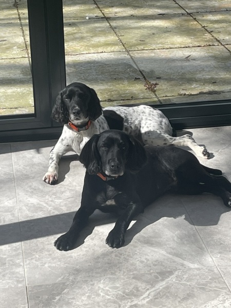 To cancel insurance or not - very fit 13 and 12 year old Spaniels