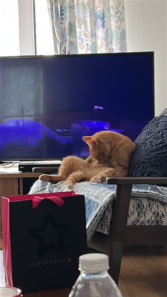 CATS!