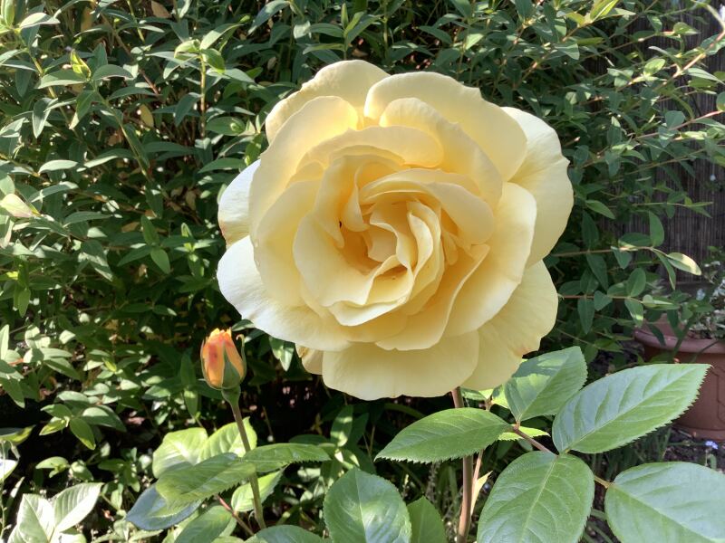 Which rose has bloomed first in your garden?