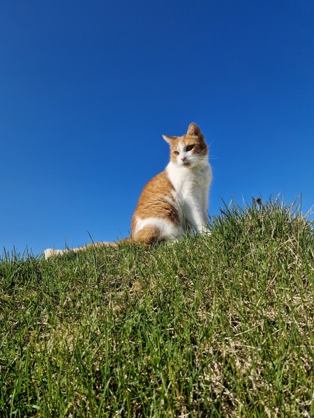 Roond and roond and up and doon - the Excellent Cats roam aboot