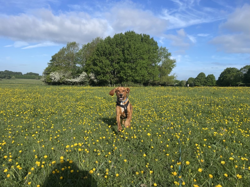 Adolescent Dog Survival Thread - get teenage licks right through the night!
