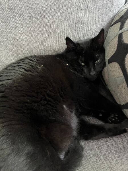 Cat wheels?