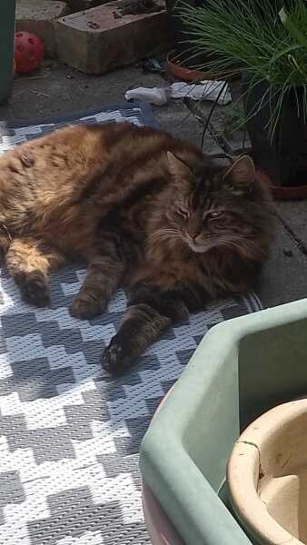 CATS!