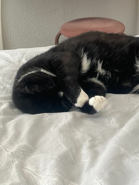 How exhausted are your cats today?
