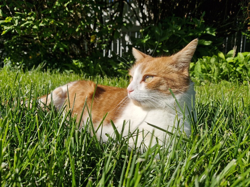 Roond and roond and up and doon - the Excellent Cats roam aboot