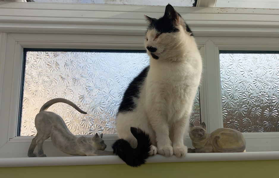 Roond and roond and up and doon - the Excellent Cats roam aboot