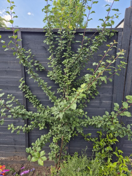Can you help identify this plant?
