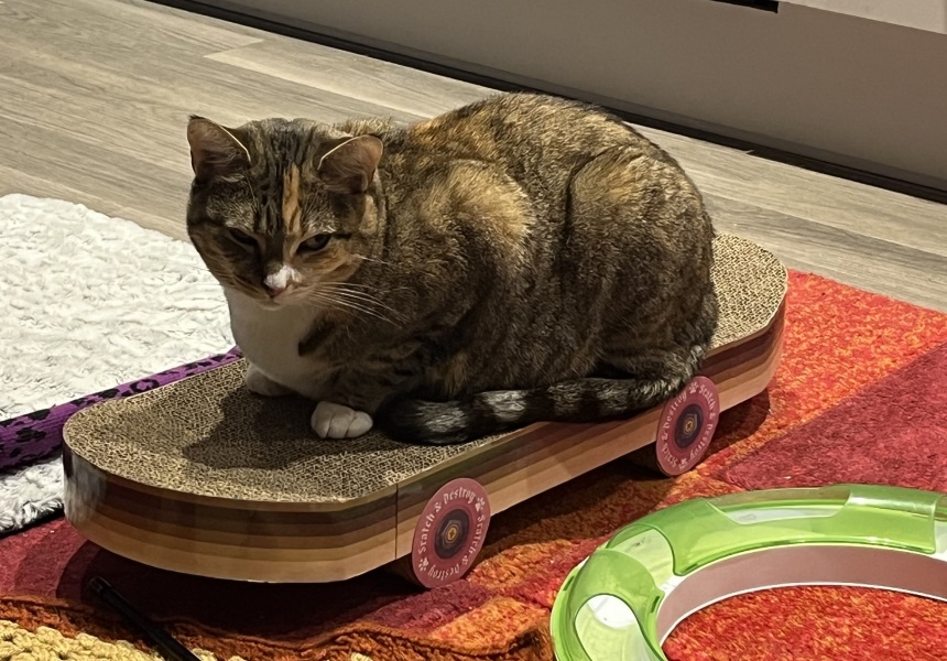 Roond and roond and up and doon - the Excellent Cats roam aboot