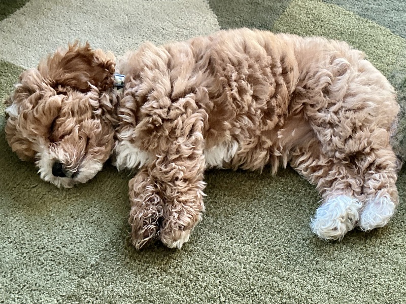 Shameless puppy pic post - please admire my gorgeous boy