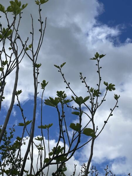 Year round Nigel Slater discussion thread Part 2