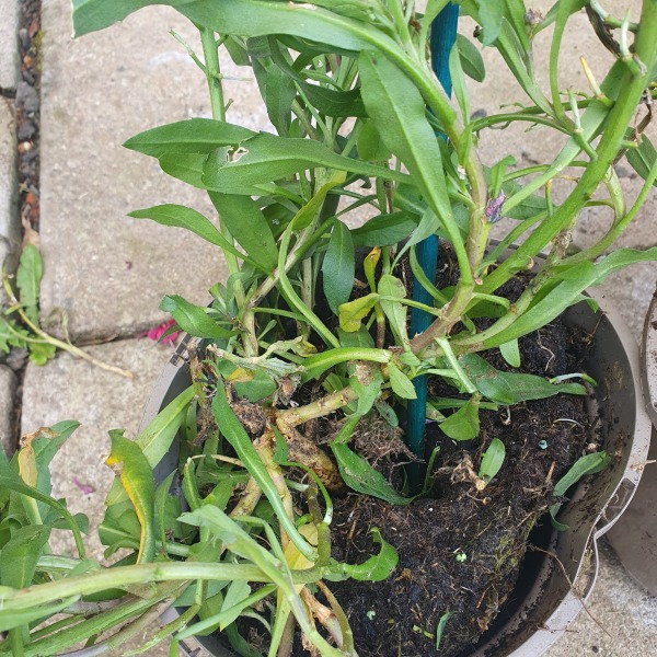 Will these survive?