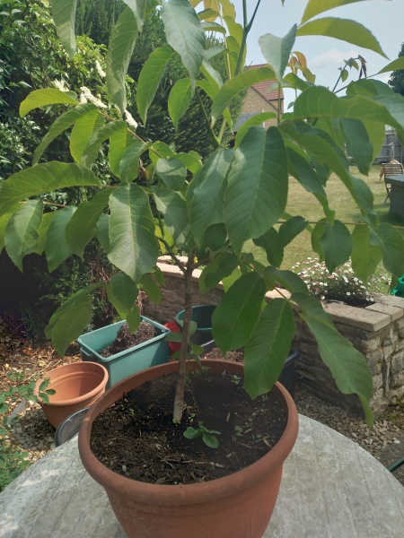 Does anyone know what this is please?