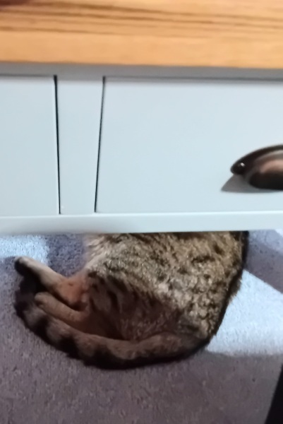 Roond and roond and up and doon - the Excellent Cats roam aboot