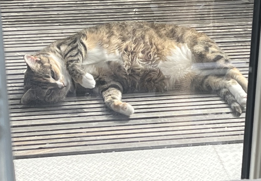 How exhausted are your cats today?