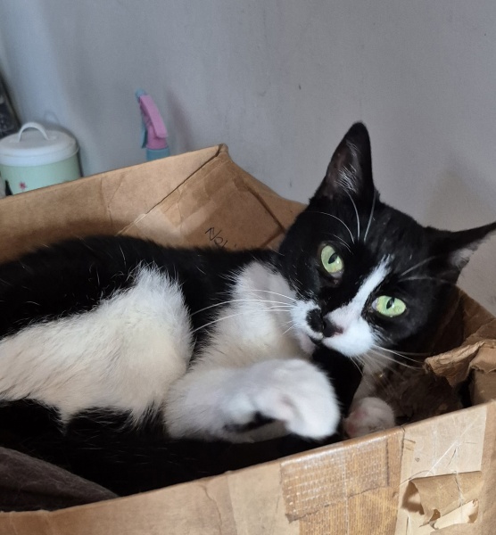 How exhausted are your cats today?