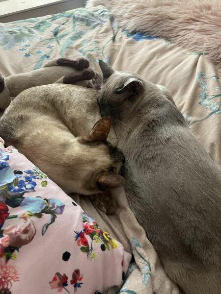 CATS!