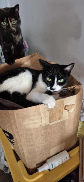 How exhausted are your cats today?