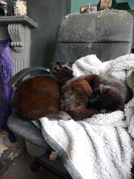 Roond and roond and up and doon - the Excellent Cats roam aboot