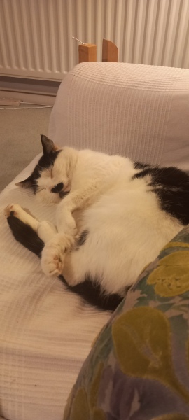 How exhausted are your cats today?