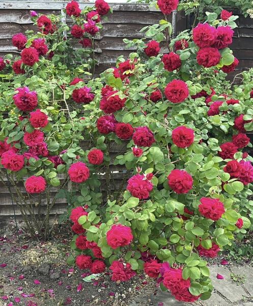 Which rose has bloomed first in your garden?