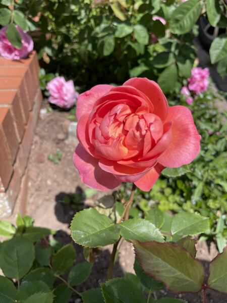 Which rose has bloomed first in your garden?