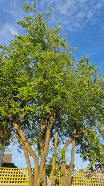 What is this tree?