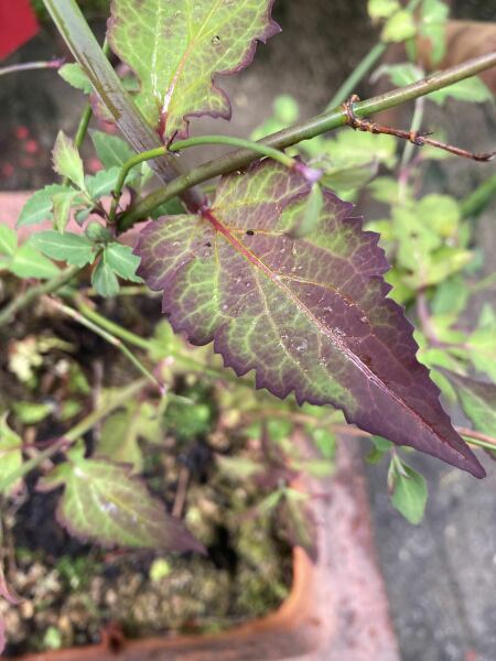 What is this plant?
