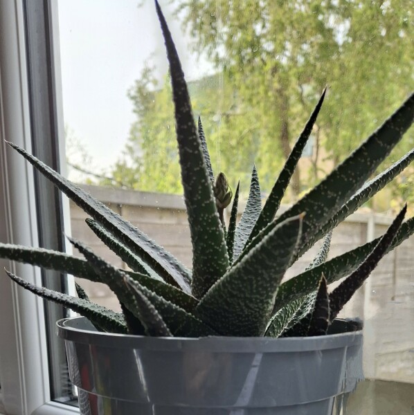 Thread 23 Starmer - Reflux Remedy