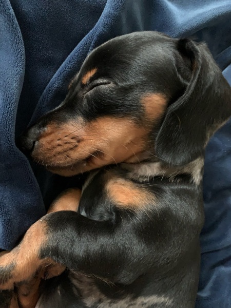 Tell me about sausage dogs.