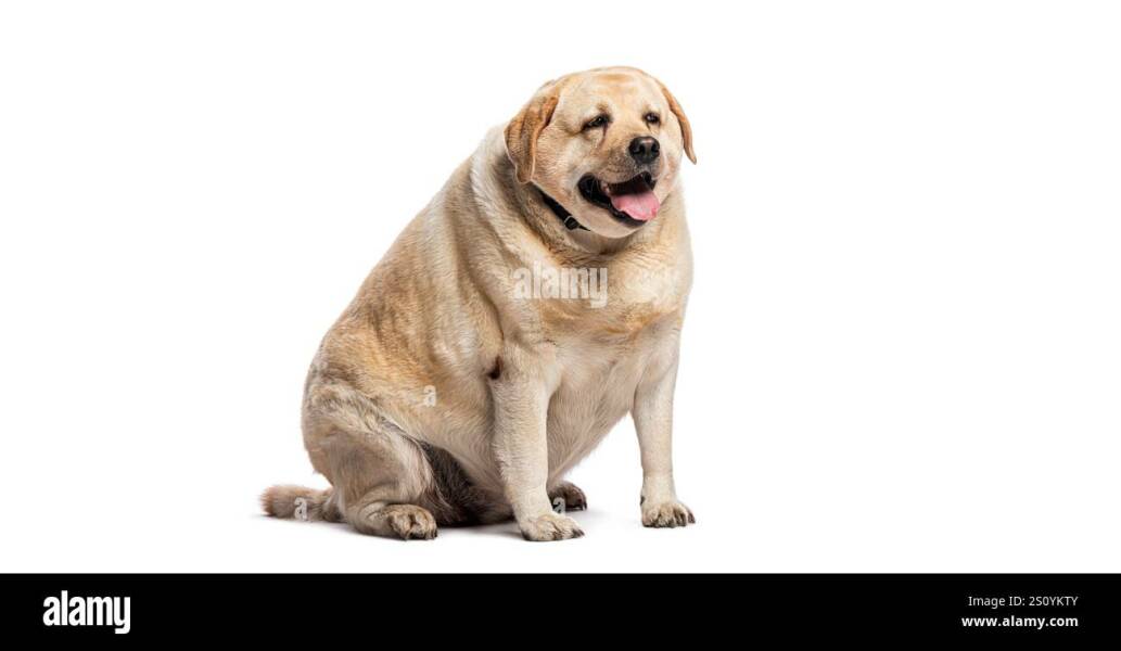 Piling the weight back on when stopping MJ