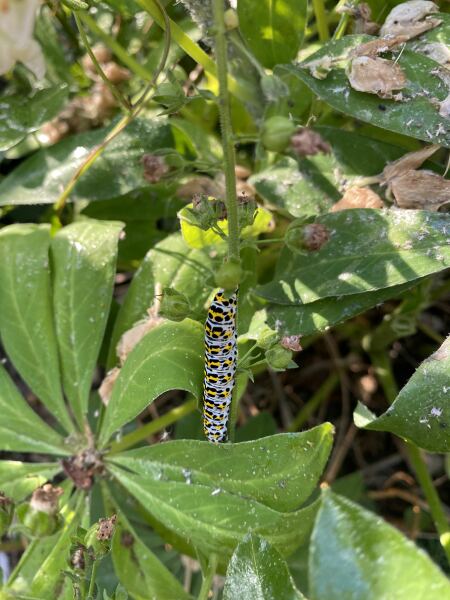 What sort of caterpillar is this?