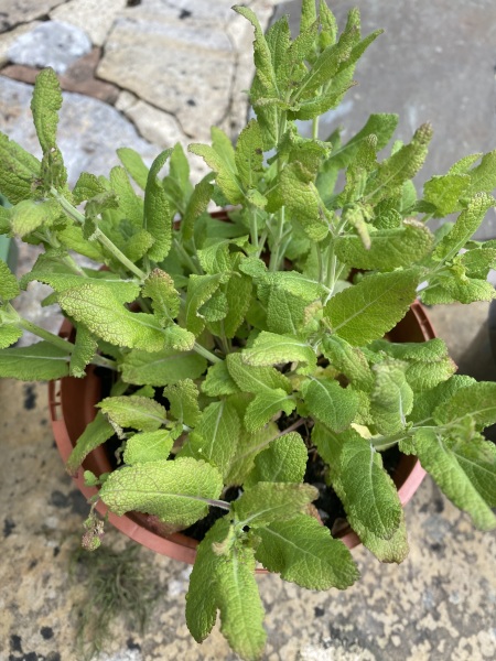 Pls help identify these plants x 3