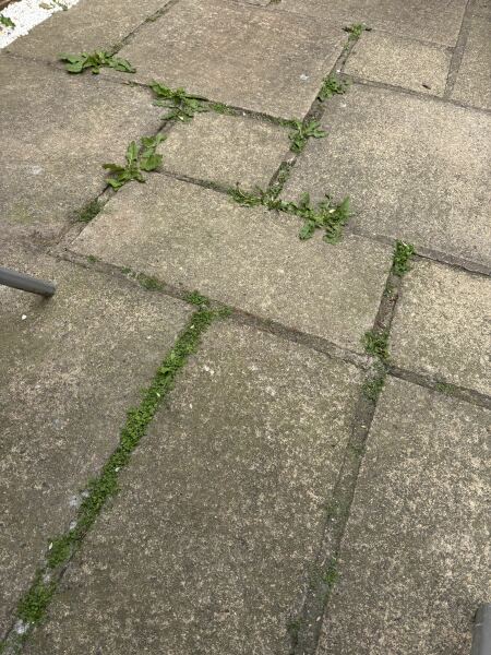 Patio weeds(with pic)