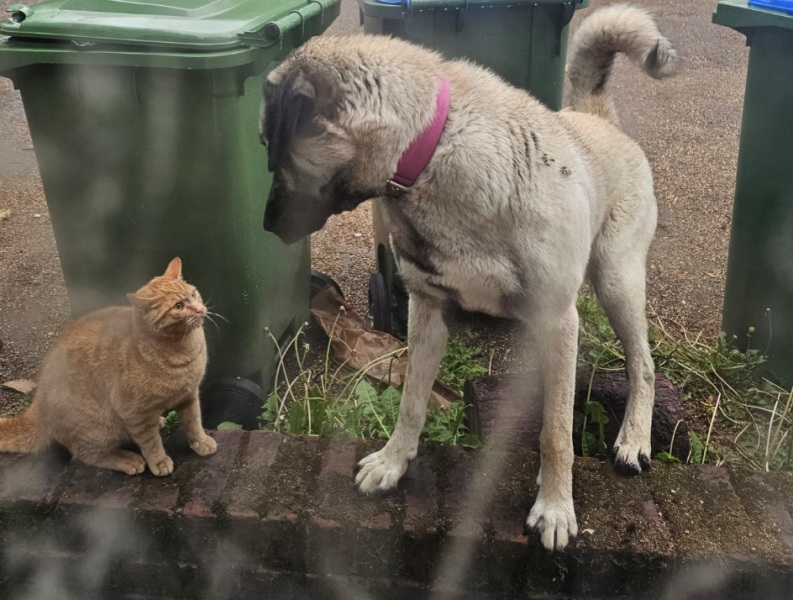 Looking for a steel/metal bath/pool for xxl dog!