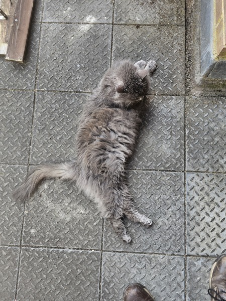 Roond and roond and up and doon - the Excellent Cats roam aboot