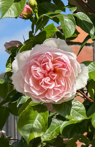 Which rose has bloomed first in your garden?