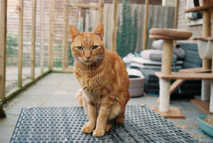 Thread 23 Starmer - Reflux Remedy