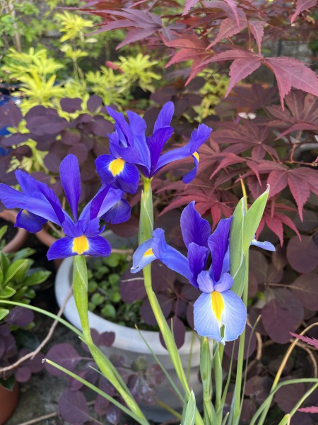 What have you done in the garden today? Part 6