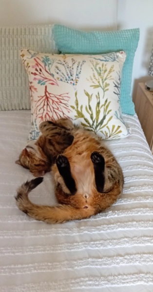 Roond and roond and up and doon - the Excellent Cats roam aboot